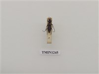 藏品(黃斑姬深山天牛)的圖片